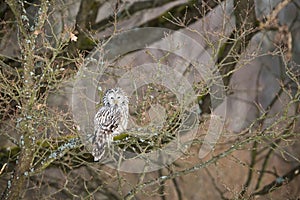 Ural owl resting on tree in woodland winter nature