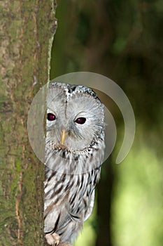 A Ural Owl in it's Natural Habitat