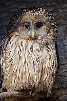 Ural Owl sit in a tree and looking on the the camera