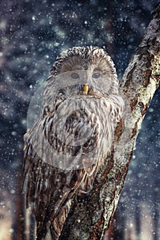 Ural Owl sit in a tree and looking on the the camera in winter time