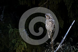 An Ural Owl sits on a stick at the edge of forest