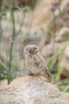 Ural owl sitting on the big stone