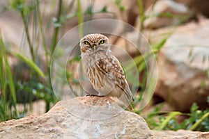 Ural owl sitting on the big stone