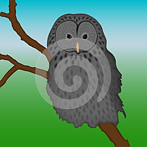 Ural owl sitting on a branch