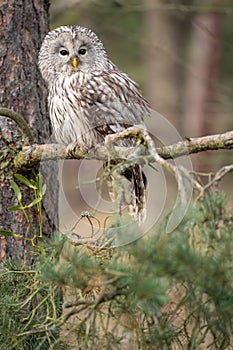 Ural owl sitting on a coniferous tree. Strix uralensis