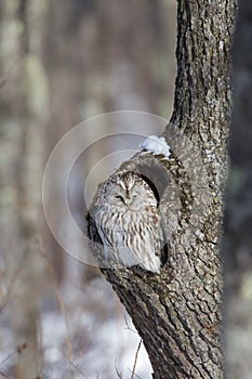 Ural Owl Sitting In Tree photo