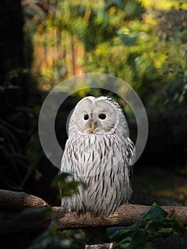 Ural owl sitting on tree branch