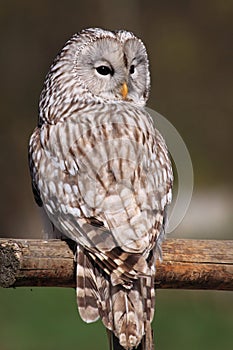 Ural owl - sitting wisdow