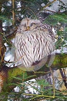 Ural owl Strix uralensis