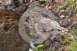 Ural Owl, Strix uralensis