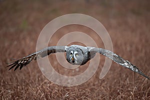 Ural owl (Strix uralensis)