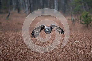 Ural owl (Strix uralensis)