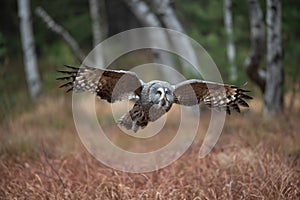 Ural owl (Strix uralensis)