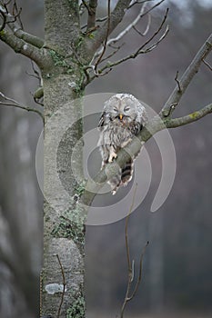 Ural owl (Strix uralensis)