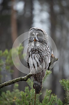 Ural owl (Strix uralensis)