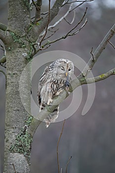 Ural owl (Strix uralensis)