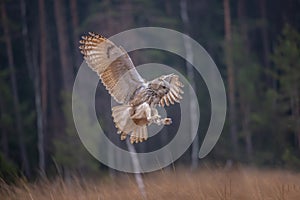 Ural owl (Strix uralensis)