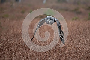 Ural owl (Strix uralensis)