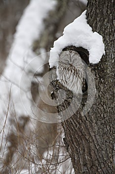 Ural owl, Strix uralensis