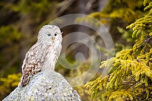 The Ural Owl Strix uralensis