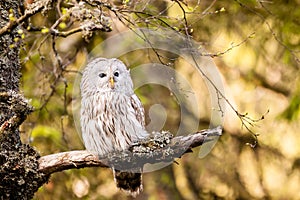 The Ural Owl Strix uralensis