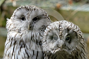 Ural owl (Strix uralensis)