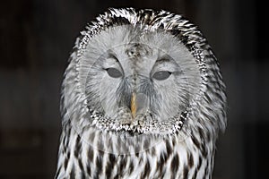 Ural owl Strix uralensis close up portrait