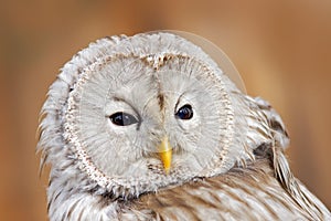 Ural Owl, Strix uralensis, detail portrait of big grey nocturnal bird, orange leaves oak forest in the background, Norway