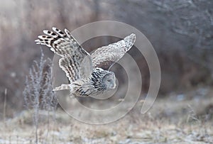 Ural Owl (Strix uralensis) flying in a forest near Reci Nature Reserve photo