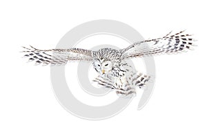 Ural owl, strix uralensis, flying isolated on white background