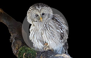 Ural owl, Strix uralensis, isolated on black background. Large nocturnal owl, staring at camera, sitting on branch