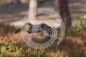 Ural owl Strix uralensis is a large nocturnal owl detail of bird in flight