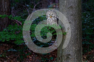 The Ural owl - Strix uralensis - is a large nocturnal owl