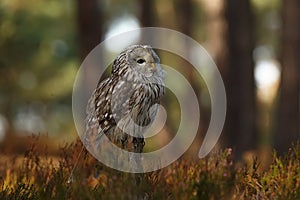 Ural owl Strix uralensis is a large nocturnal owl