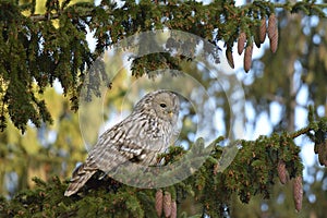 The Ural owl Strix uralensis in natural habitat