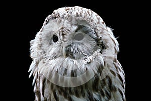 Ural owl Strix uralensis. Nocturnal owl on black background