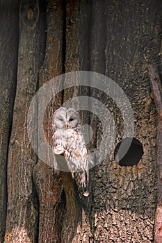 Ural Owl (Strix uralensis) perching on wooden tree branch