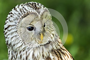 The Ural owl Strix uralensis