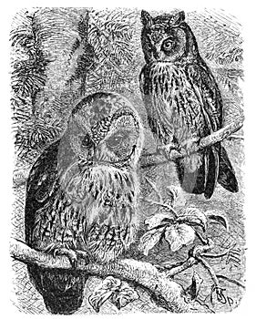 The Ural Owl or Strix uralensis on the rock vintage illustration from Brockhaus Konverstions-Lexikon 1908