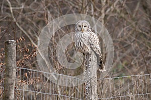 Ural Owl Strix uralensis sitting on a fence post with a background of trees. Wild bird in natural environment,in