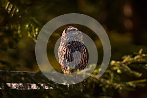 Ural Owl, Strix uralensis, sitting on tree branch, in green leaves oak forest, Wildlife scene from nature. Habitat with wild bird