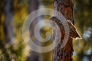 Ural Owl, Strix uralensis, sitting on tree branch, in green leaves oak forest, Wildlife scene from nature. Habitat with wild bird