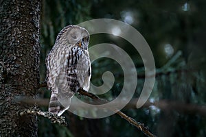 Ural Owl, Strix uralensis, sitting on tree branch, in green spruce forest, Wildlife scene from nature. Habitat with wild bird. Owl