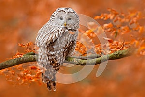 Ural Owl, Strix uralensis, sitting on tree branch, at orange leaves oak forest, Sweden