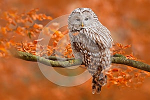 Gufo, sul un albero ramo sul arancia foglie Quercia foresta Svezia 