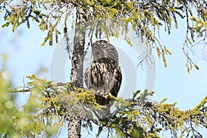 Ural Owl (Strix uralensis) Sweden