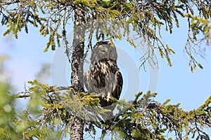 Ural Owl (Strix uralensis) Sweden