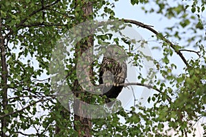 Ural Owl (Strix uralensis) Sweden