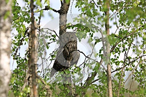 Ural Owl (Strix uralensis) Sweden