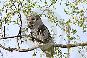 Ural Owl (Strix uralensis) Sweden